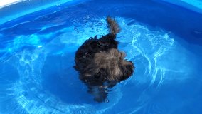 Little havanese puppy dog is swimming in a plastic pool and after looks towards camera, shooted with handheld camera - native 50fps xavc-s RX10 video