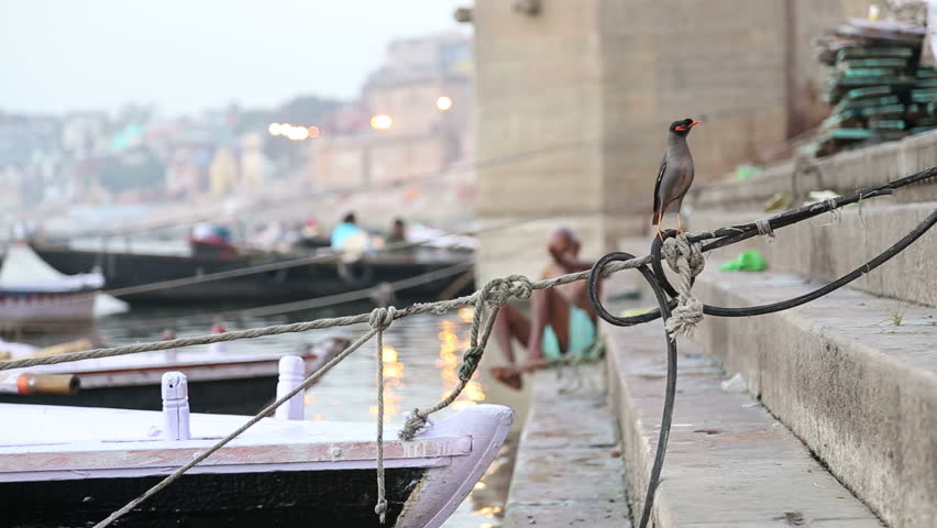 Bird on rope tied to boat on dock with man entering Ganges.