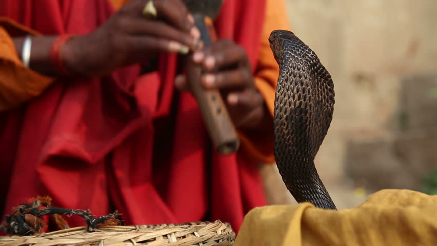 Snake being charmed by music played by man at street in Varanasi.