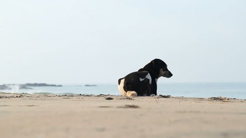 Dog laying on the sand by the ocean.