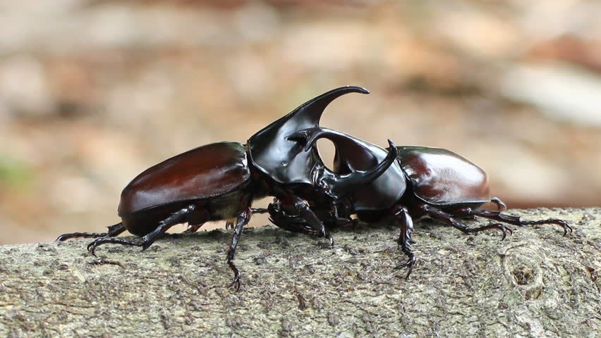 hercules beetle rhinoceros beetle