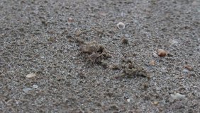 Small crab making small sand balls around its burrow, Thailand. Accelerated video