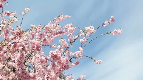 flowering cherry in spring on a sunny day Vídeo Stock