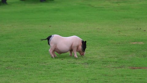 Cute little pot bellied pig runs around on the grass.