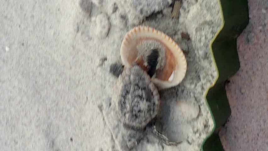 A newly hatched sea turtle struggles in the sand to make it to the ocean.  Very cute.