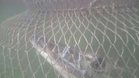 Underwater video of a big Pike in Cages.