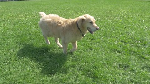 Golden Retriever Dog Fetching Ball On A Hot Summer Day
