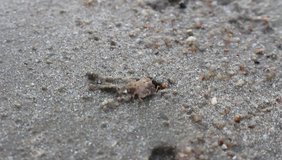 Small crab making small sand balls around its burrow, Thailand. Accelerated video