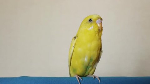 Yellow wavy parrot sits close-up.