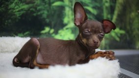 Small brown funny dog chihuahua lies on fur in pet shop