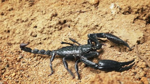Toxic and venomous spider - Giant Asian Scorpion creeps near dead wood in forest