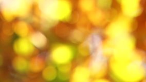In the frame there is a blurred video shot of yellow and green tree leaves bright with the sunlight moved by the light wind. Locked down. Autumn golden background. Light effect.