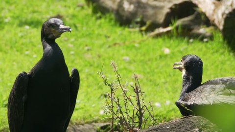 cormorant in summer