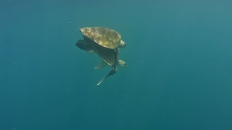 Sea turtles mating in the open sea. Endangered Lepidochelys olivacea turtle, Olive Ridley turtle, called tortuga Golfina in Mexico, filmed from below while they were mating in the coast of Oaxaca 

