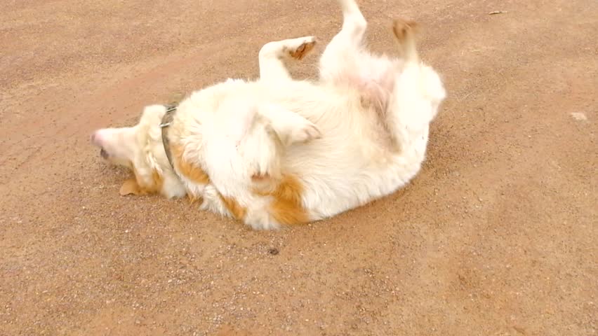 Dog dancing on the floor