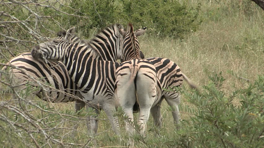Zebra head rest