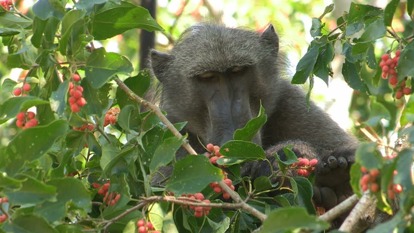 Baboon eating orange berries in a tree