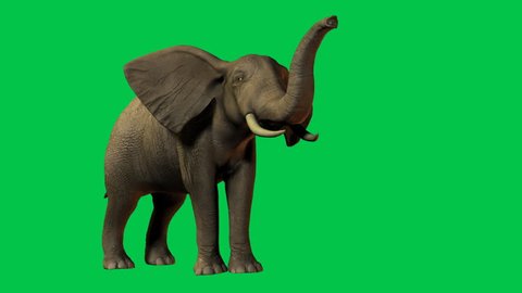 African Elephant eating and moving. Original Green screen animation