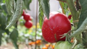 tomato garden video