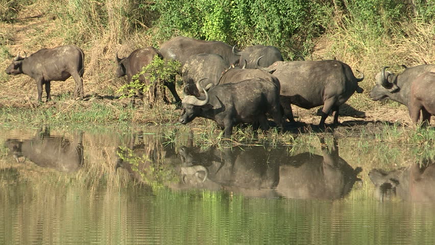 Herd of cape buffalo reflected in water