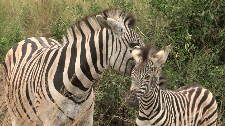 Zebra mother gives foal a clean