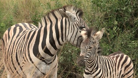Zebra mother gives foal a clean