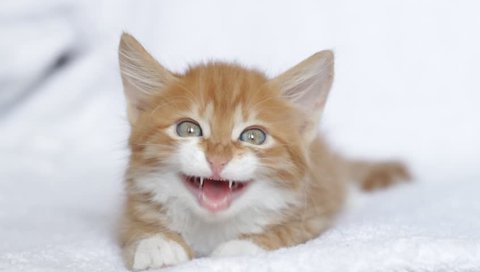 ginger kitten on a white bedspread