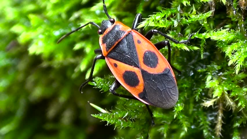 Red and black beetle on the background of green moss.
