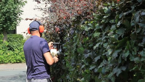hedge cutting with engine hedge trimmer, gardening, cutting beech hedge, audio
 