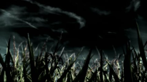 A wavy cornfield at night mystically illuminated under a dark sky. The camera is moving slowly from right to left. Corn shrubs are swayed by the wind. The scene is magic, the atmosphere enigmatic