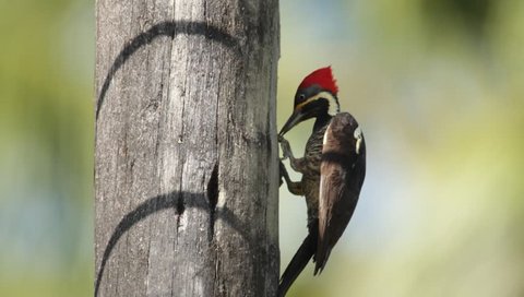 Lineated Woodpecker, Dryocopus lineatus, wooden pole, Cano Negro, Costa Rica