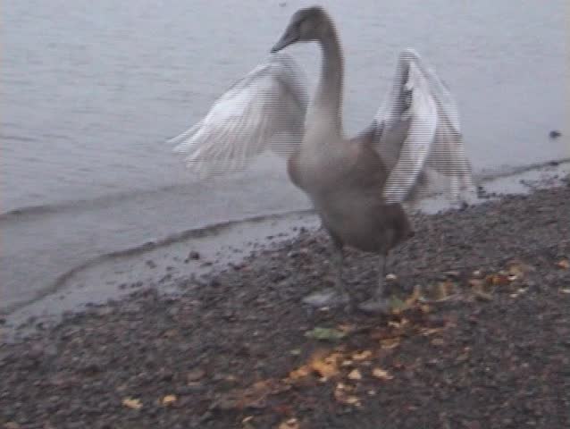 Swan chick unsuccessfully tries to fly