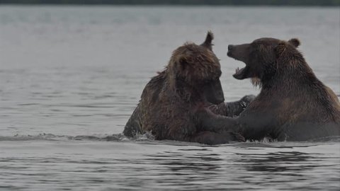 Grizzly Bears fighting