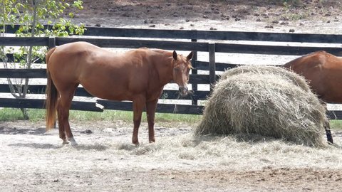 Horse Eating Hay From A Large Bale On The Ground Lifts Leg