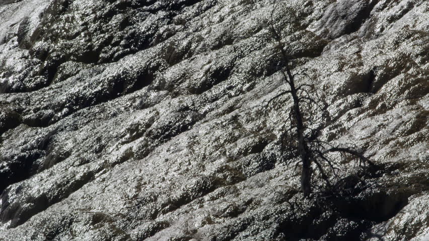 Thermal water flows down mountain in Yellowstone national park with tree in foreground.