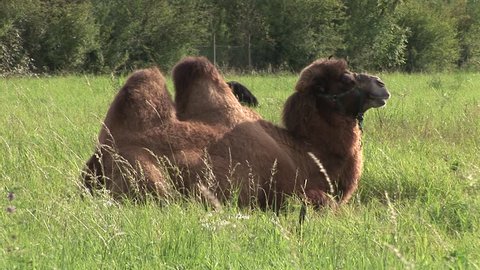 Two-humped camel is resting on the green grass