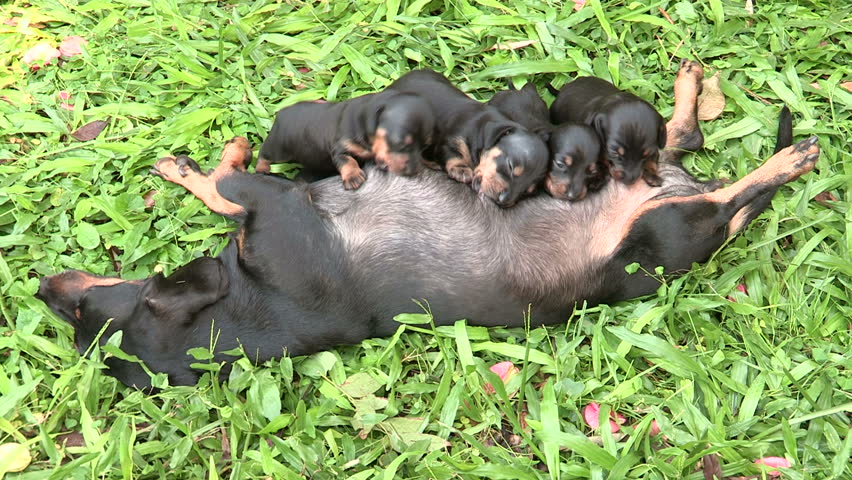 Dachshund puppies suckling