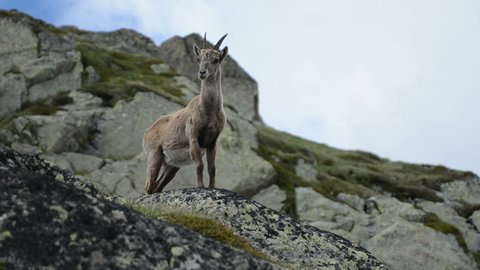 Female mountain goat prophile Chamonix