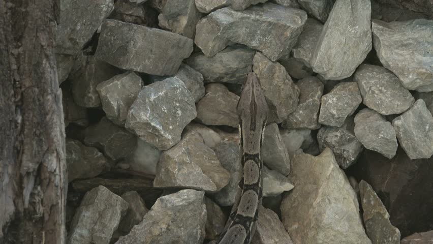 Python sebae, african python snake crawling on rocks, largest snake on African continent.