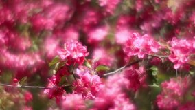 Fantasy sunlit apple branch with  fragrant red blossom, waving in light wind on scarlet defocused background. Adorable view of lyric nature in amazing HD clip. Wonderful footage for excellent design.