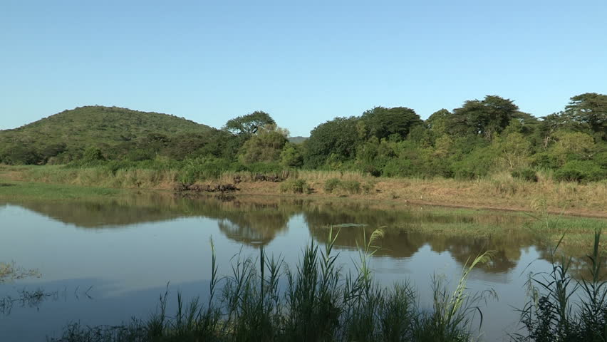Herd of African buffalo reflected in the water with flock of white-faced ducks
