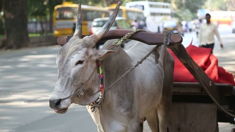 MUMBAI, INDIA - 9 JANUARY 2015: Goat tied to a carriage standing in a busy street in Mumbai.