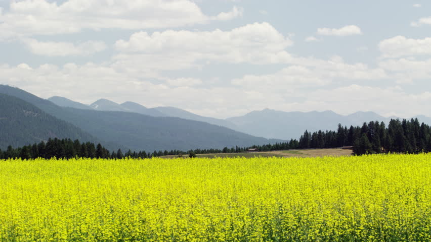 Time lapse of alfalfa field in Montana.