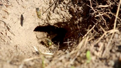 Wasp flies over his burrow
