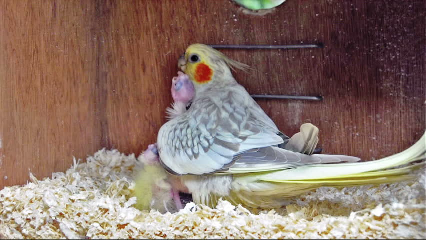 cockatiel nest