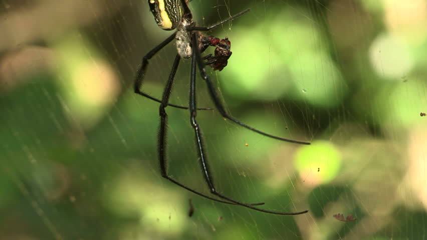Male and female golden orb spider interacting
