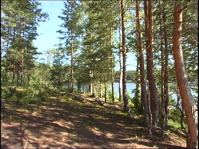 Summer forest scene
