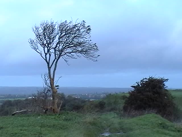 Lone tree in windy conditions