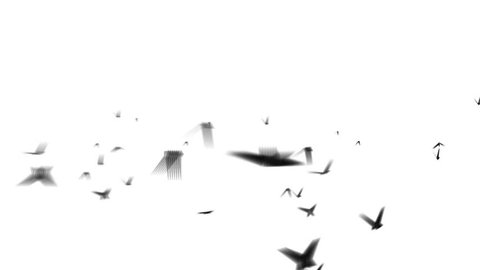 flock birds isolated startled crows taking flight flying away white screen flock birds flies left-right along horizon,Flock sparrows flight compositing onto your footage alpha matte Slow motion loop