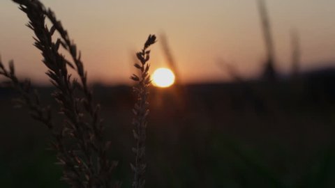 Sunrise on beautiful morning meadow. Beautiful sunset over the large field of corn.